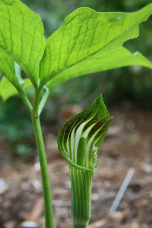 Arisaema amurense