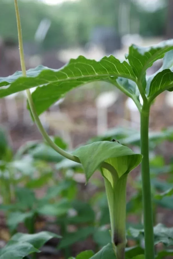 Arisaema dracontium 'Nebraska'