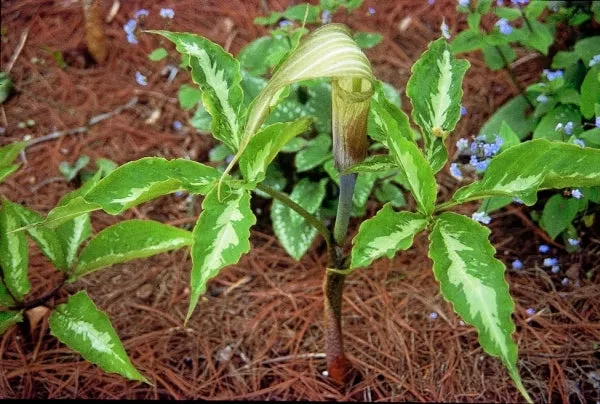 Arisaema serratum Silver Center