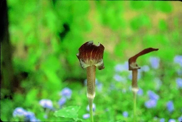 Arisaema ternatipartitum