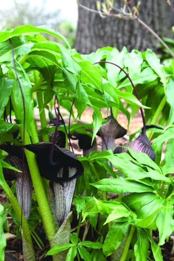 Arisaema thunbergii ssp. urashima