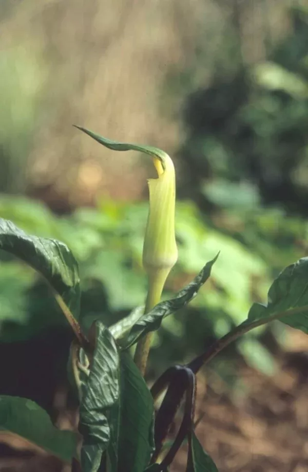 Arisaema yamatense