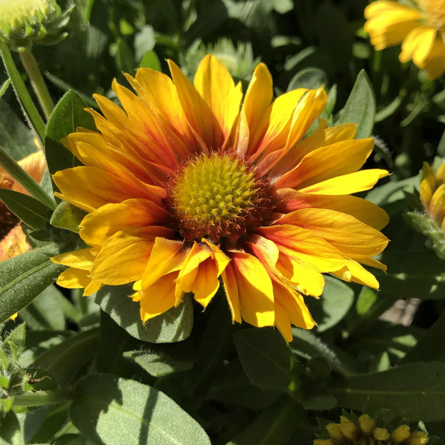 'Arizona Apricot' Blanket Flower (Gaillardia)