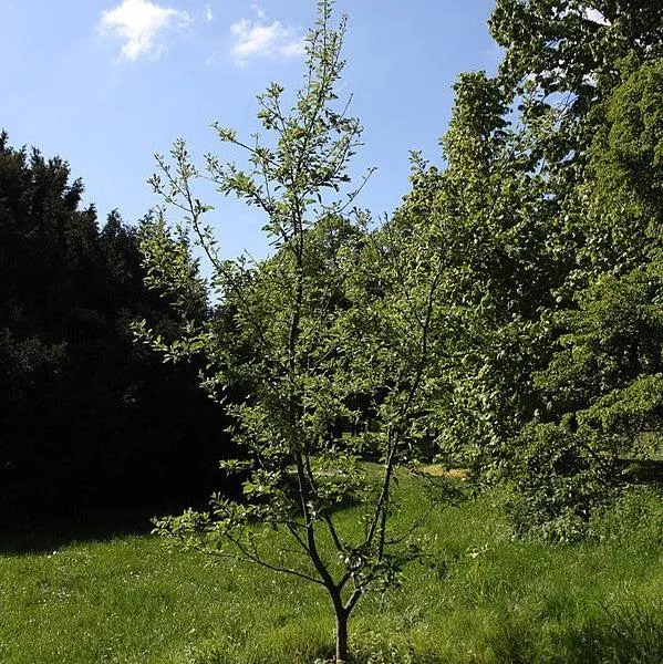 Arkansas Black Apple