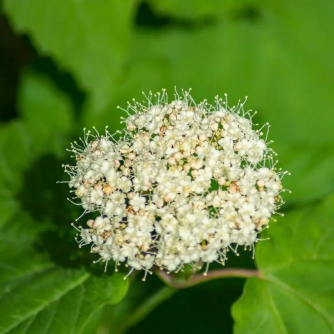 Arrowwood Viburnum – Native Wildlife Shrub | Pixies Gardens