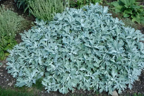 Artemisia 'Silver Lining' PP36888