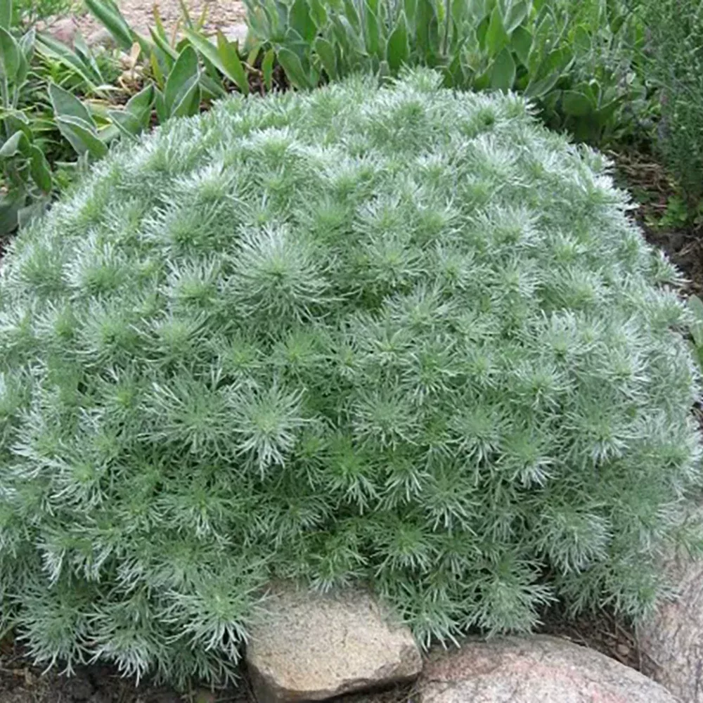 Artemisia Silver Mound