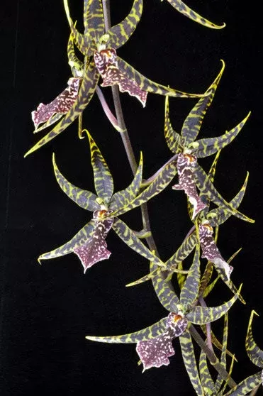 Arthurara Sea Snake ‘Unforgettable’ Oncidium Type Orchid Live Plant