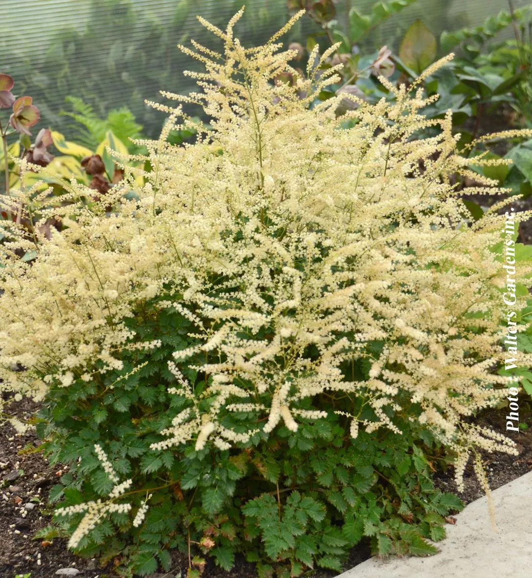 ARUNCUS `CHANTILLY LACE`