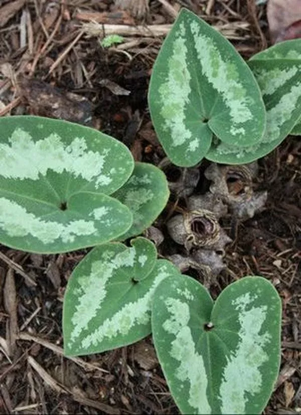 Asarum asaroides