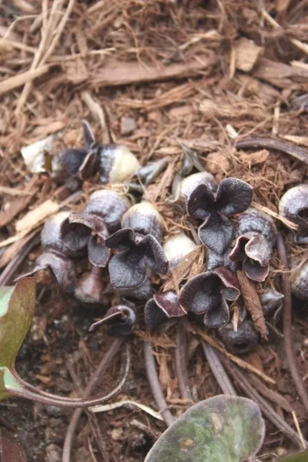 Asarum asperum
