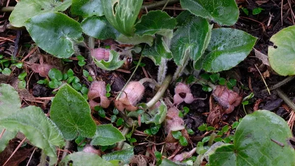 Asarum caudigerellum