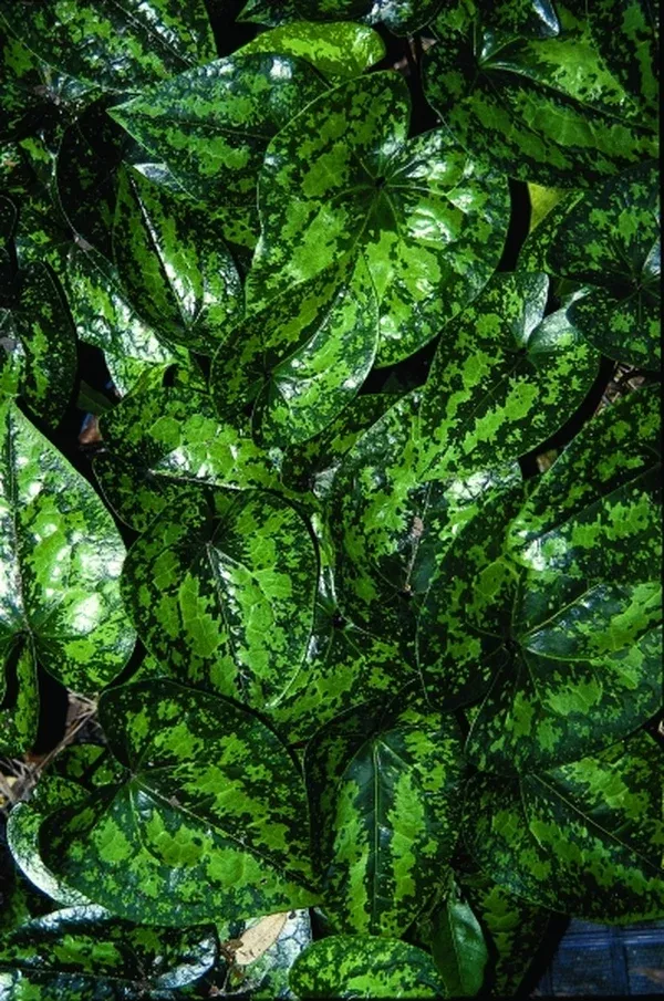 Asarum kumageanum 'Frosted Jade'
