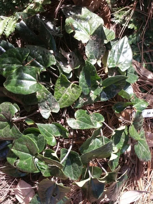 Asarum kumageanum Green Leaf Form