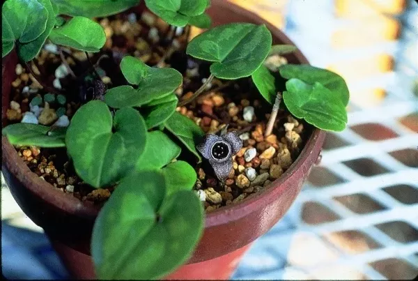 Asarum tamaense