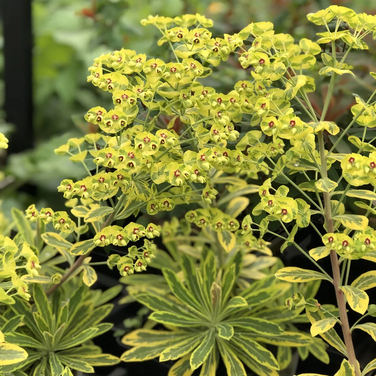 'Ascot Rainbow' Spurge (Euphorbia)