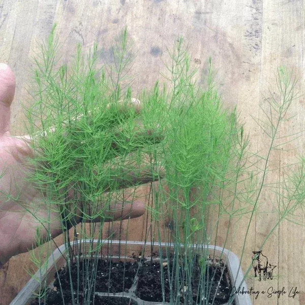 Asparagus Fern Live Plant – 4 Inch Pot Size Mounding Annual