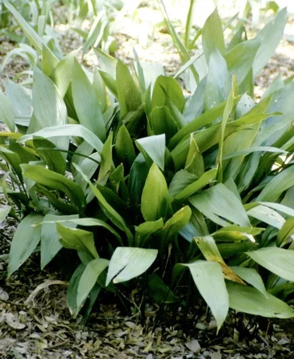 Aspidistra elatior