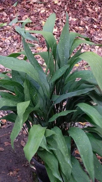 Aspidistra leshanensis CBCH768