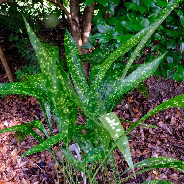 Aspidistra sichuanensis 'Dappled Expectations'
