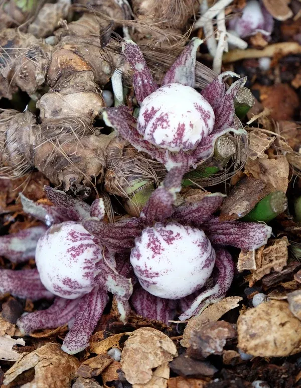 Aspidistra subrotata 'Spotted Fever'