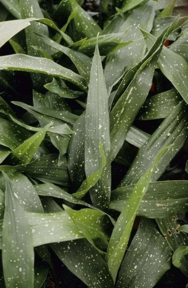 Aspidistra vietnamensis 'Ginga'