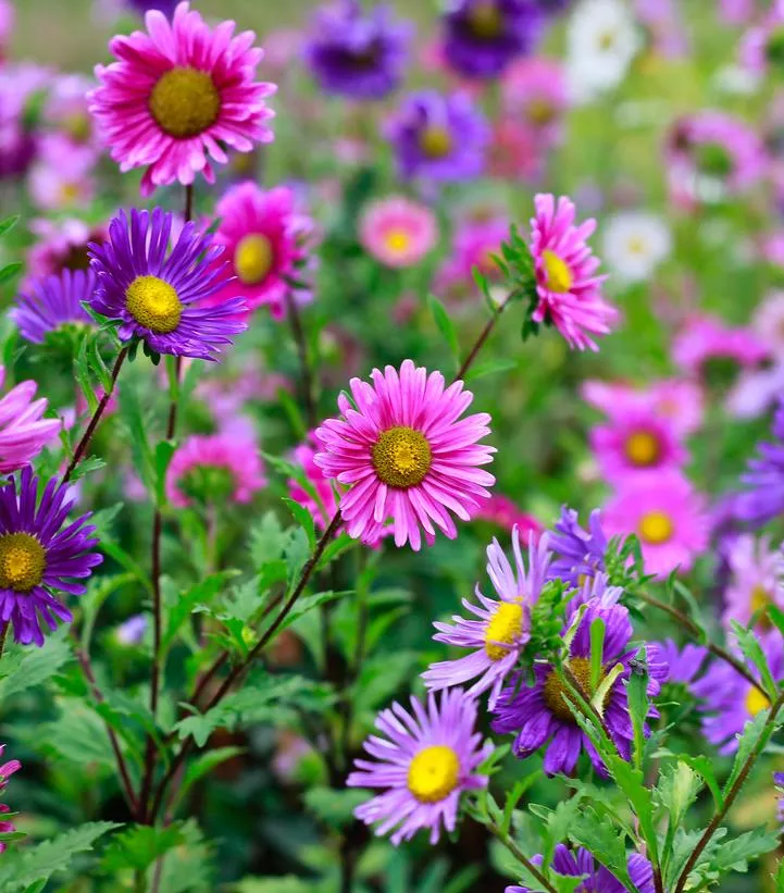 ASTER `MEDLEY MIX`