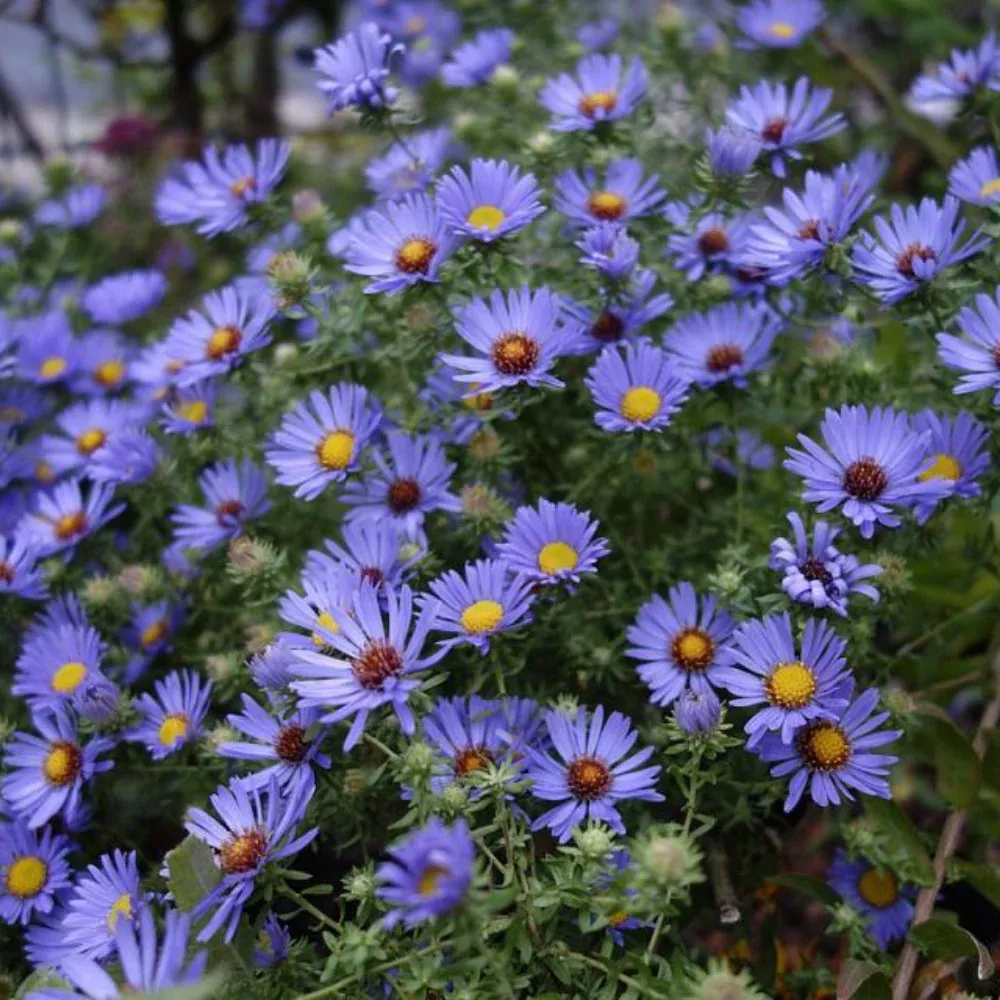 Aster, October Skies #1