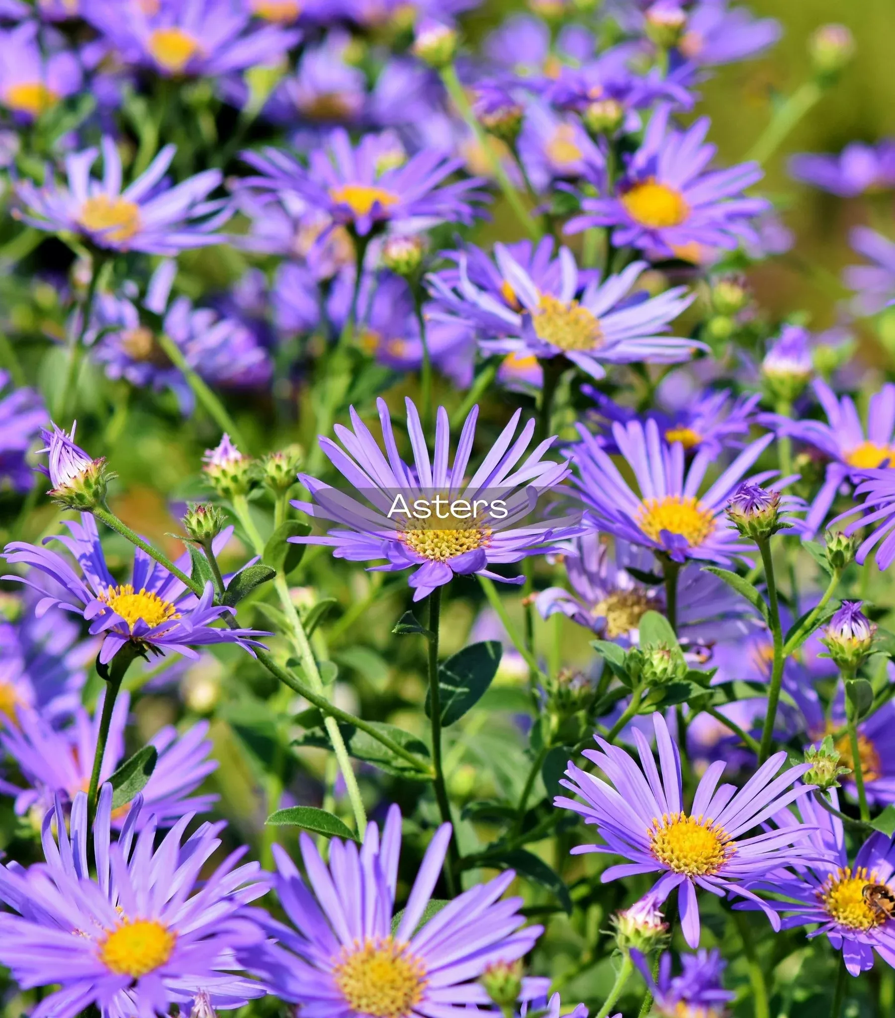 Aster
