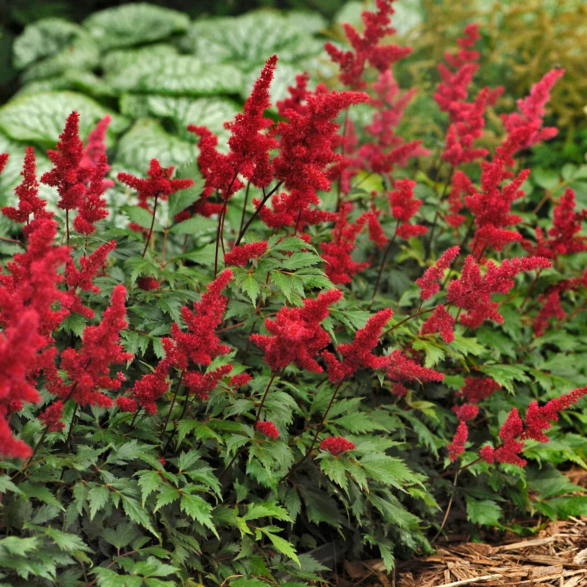 Astilbe arendsii'Fanal'