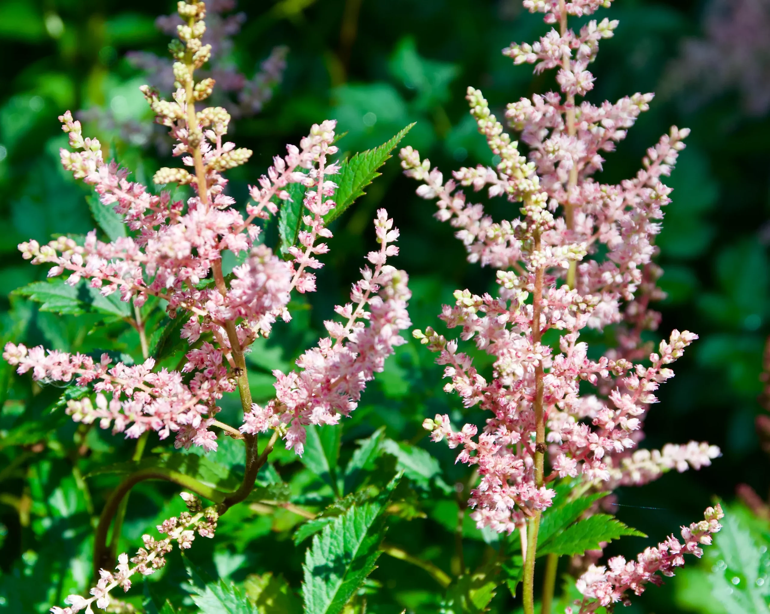 Astilbe arendsii'Hyacinth'