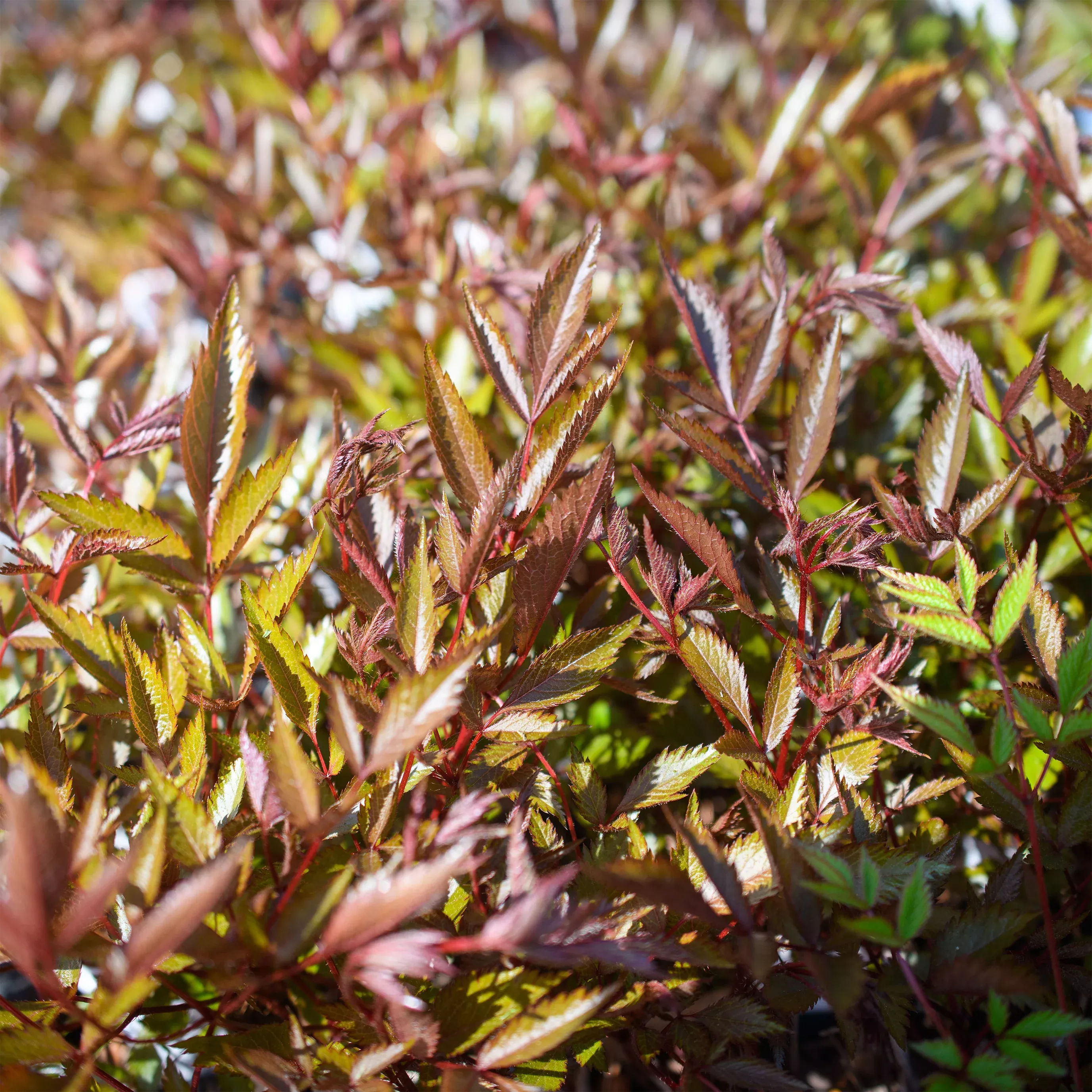 Astilbe arendsii 'Kvele'