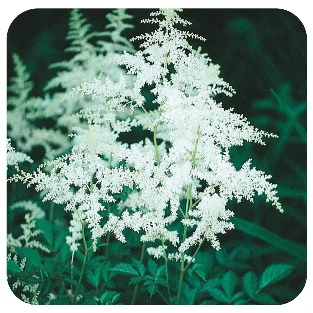 Astilbe "Bridal Veil"