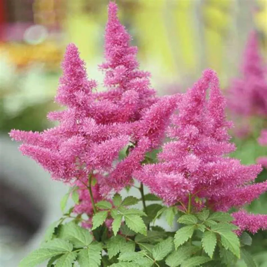 Astilbe Chinensis Visions In Pink - [EG]