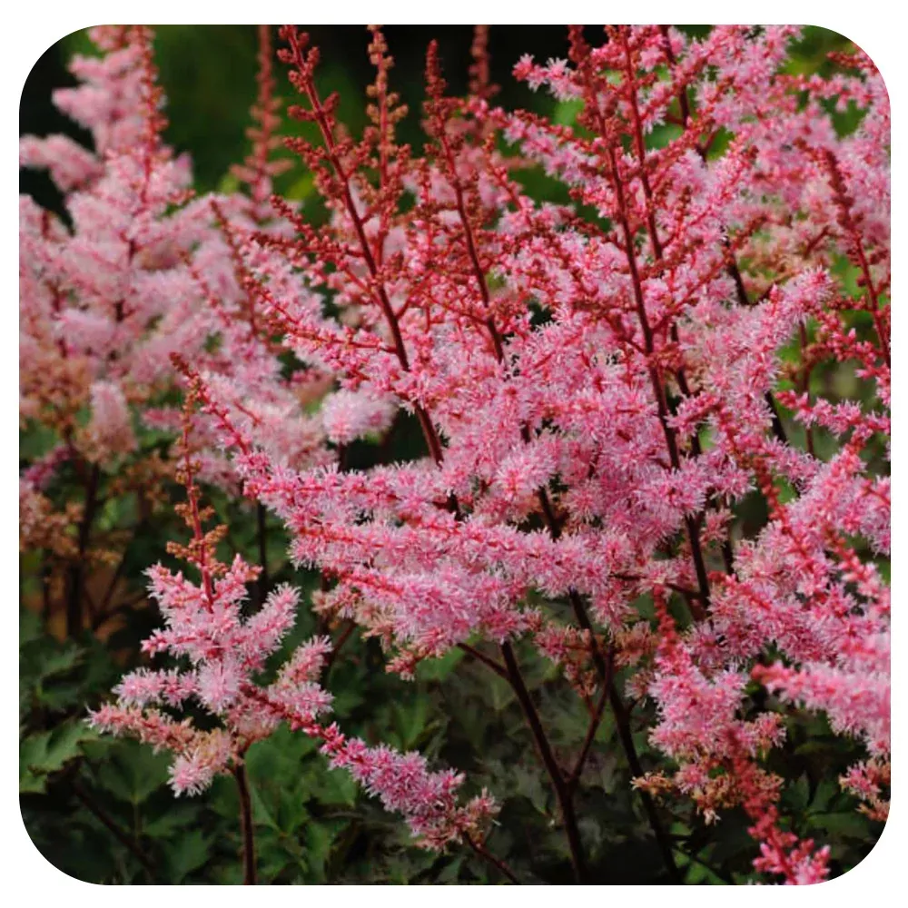 Astilbe `Delft Lace`