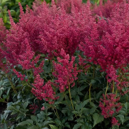 Astilbe, Montgomery Japanese Astilbe