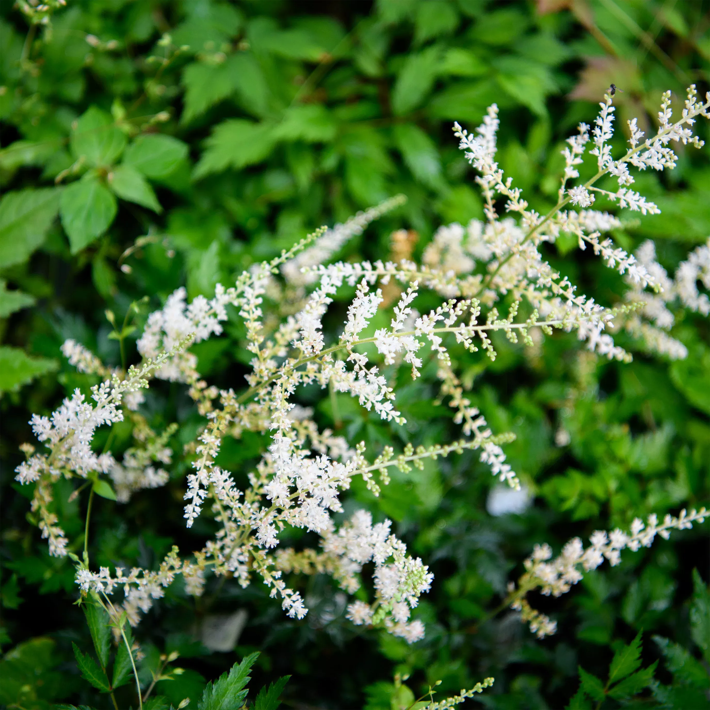 Astilbe simplicifolia