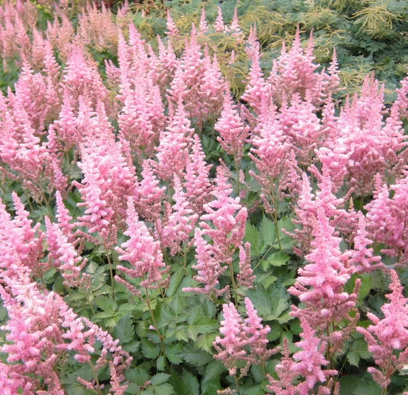 Astilbe ‘Vision in Pink'