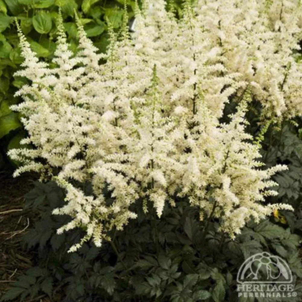 Astilbe ‘Vision in White'