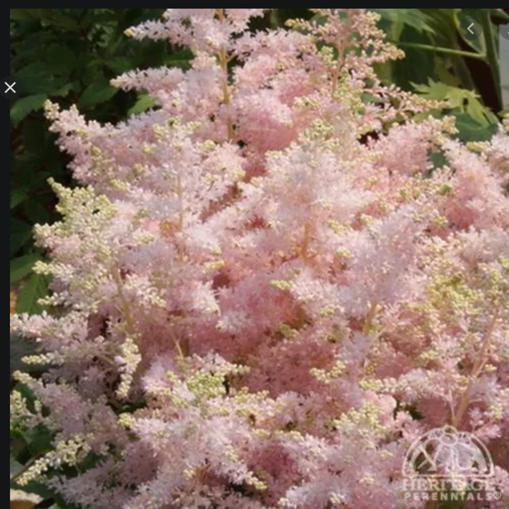 Astilbe `Younique Silvery Pink`