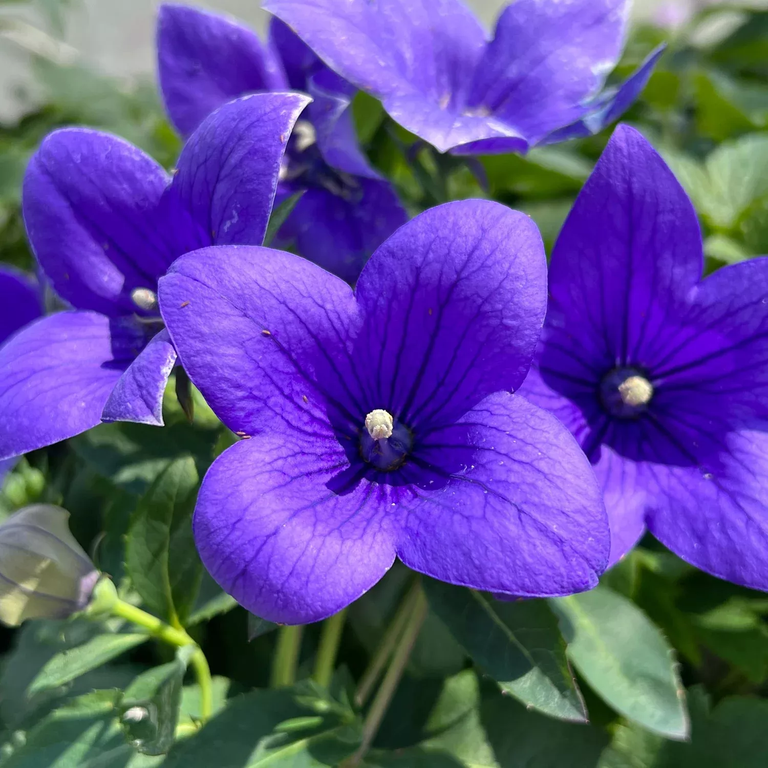 'Astra Blue' Balloon Flower (Platycodon)