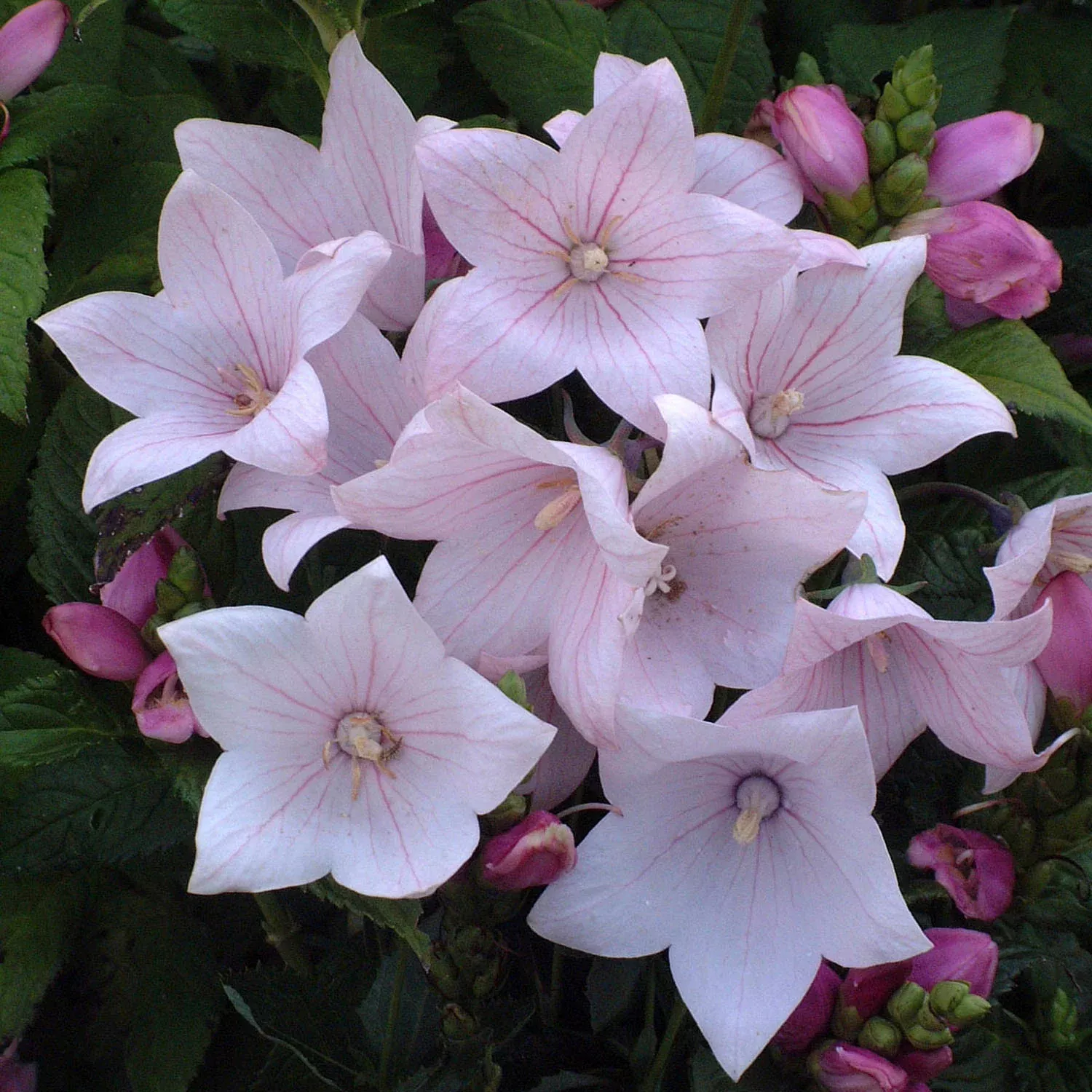 'Astra Pink' Balloon Flower (Platycodon)