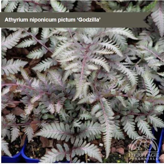 Athyrium 'Godzilla'