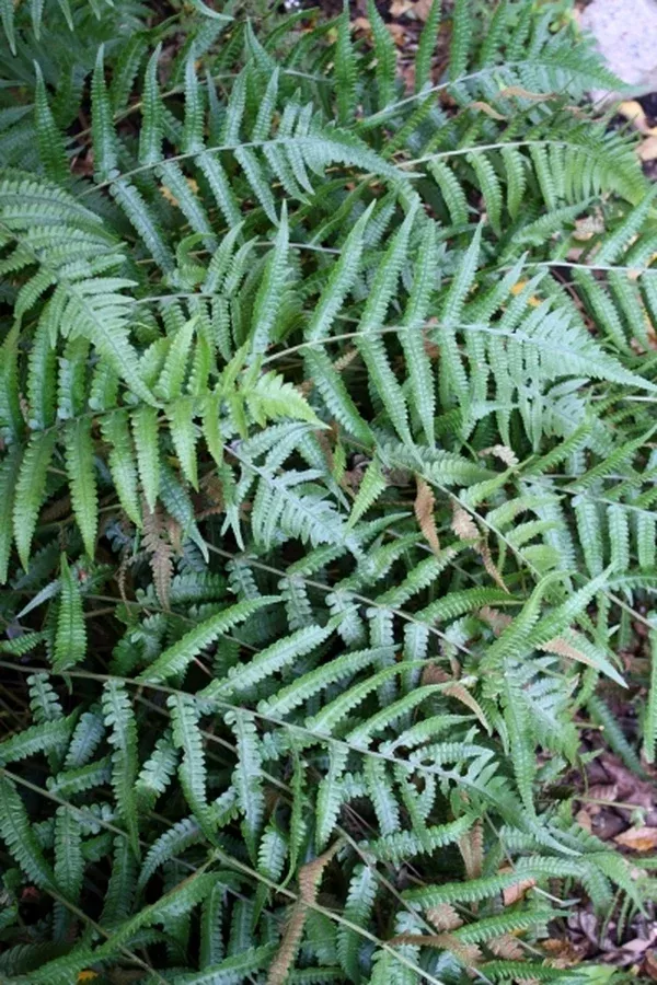 Athyrium japonicum