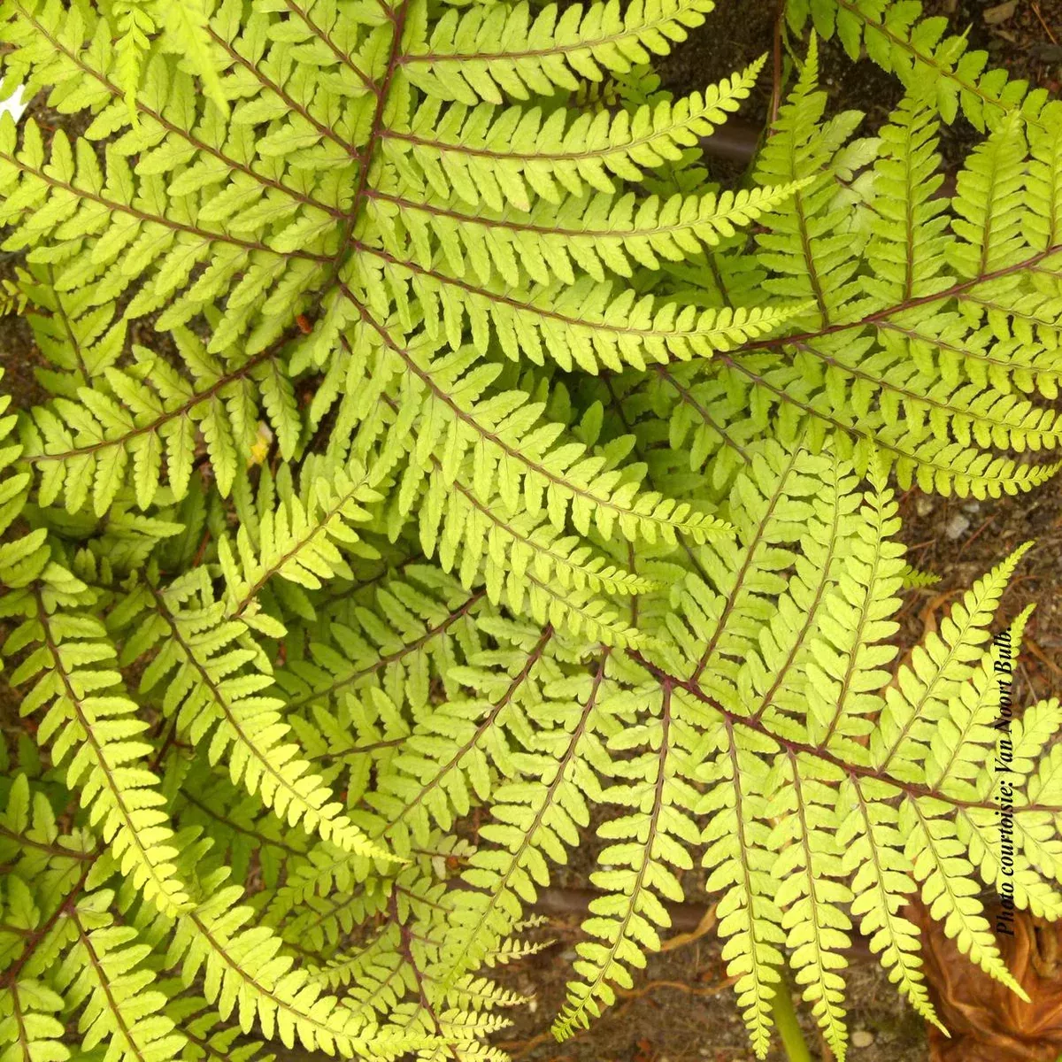 Athyrium 'Limelight'