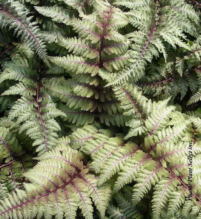 Athyrium niponicum 'Pictum'