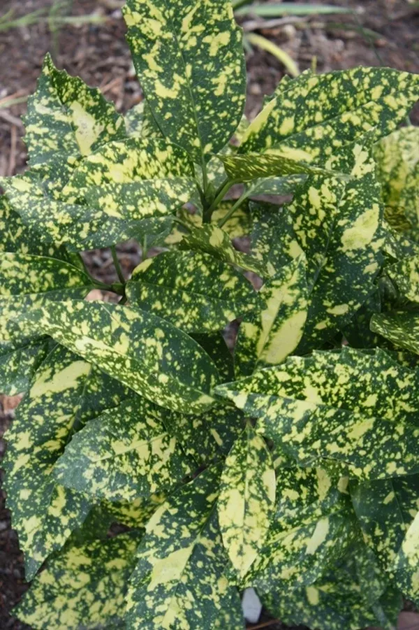 Aucuba Japonica Marmorata