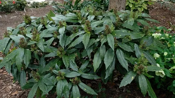 Aucuba japonica 'Mellow Mushroom'