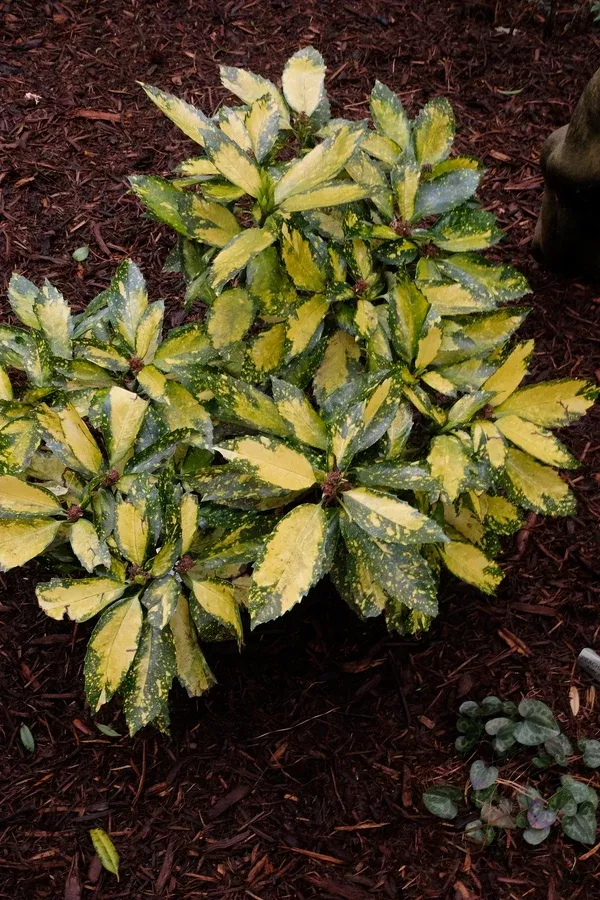 Aucuba japonica 'Shonan Mangetsu'