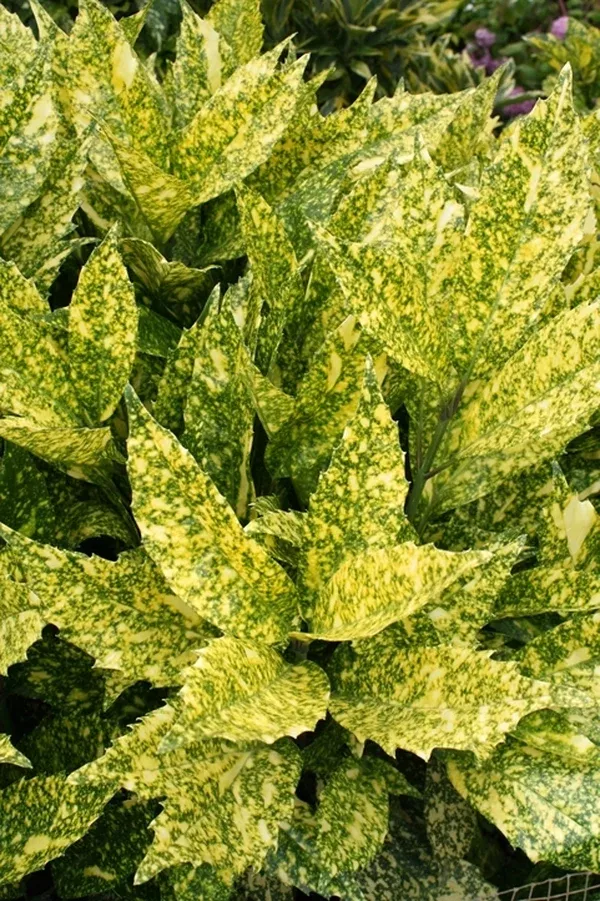 Aucuba japonica 'Subaru'